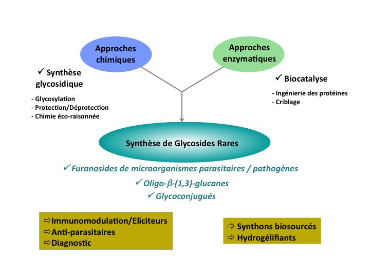 ENSCR-Recherche-Equipe COS-Glyco2